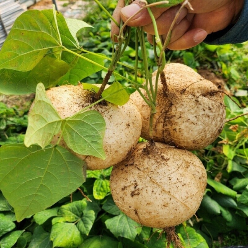 한울농원,히카마 얌빈 멕시코감자 5kg 슈퍼푸드